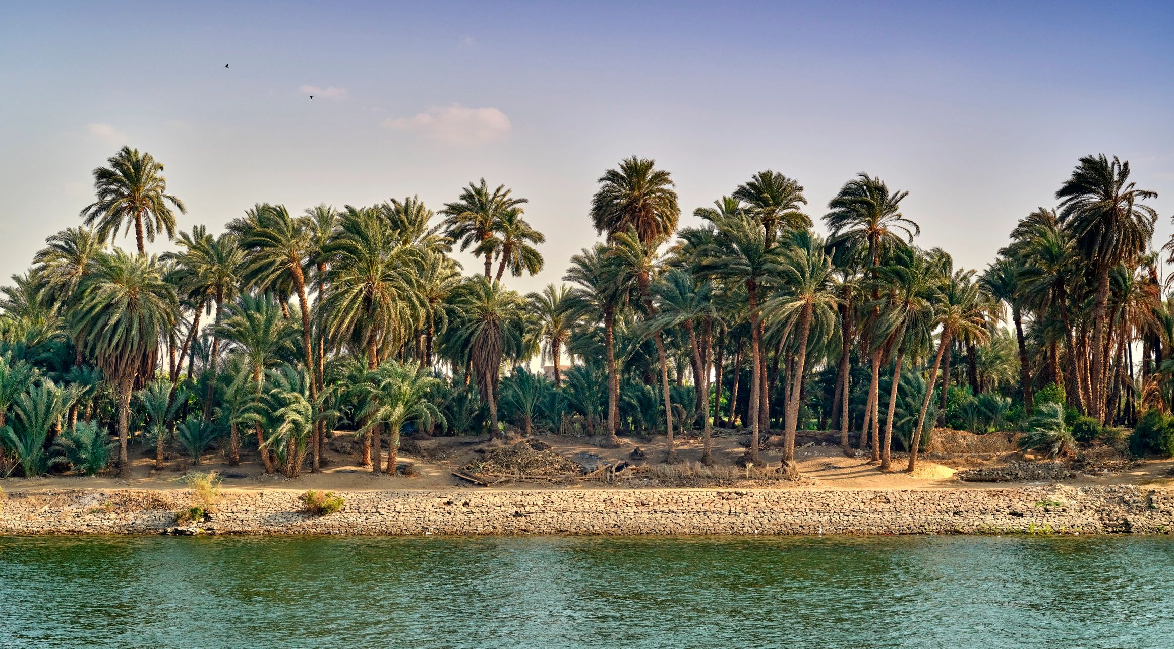 Palm oasis landscape in Egypt