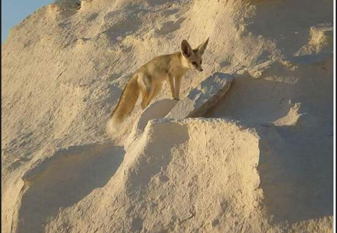 Gallery moment from Sacred Sands Journeys